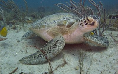 Florida Sea Turtle Protection Lighting Ordinance Guide