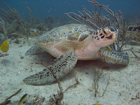 Florida Sea Turtle Protection Lighting Ordinance Guide